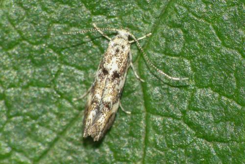 Dystebenna stephensi